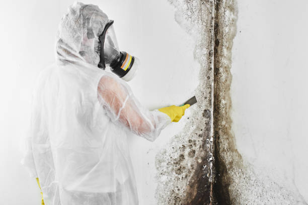 Best Commercial Mold Removal  in Okanogan, WA