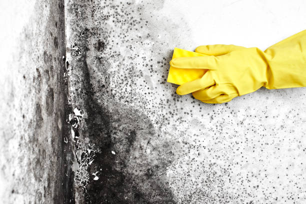Trusted Okanogan, WA Mold Removal Experts