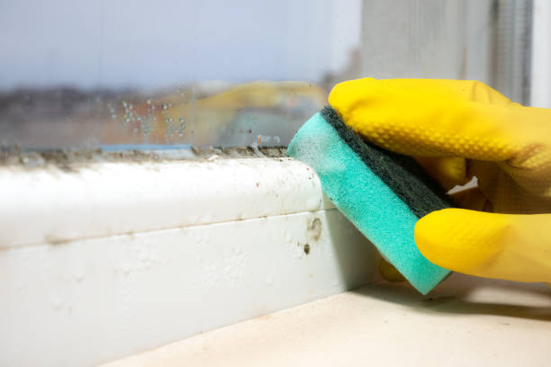Best Mold Remediation  in Okanogan, WA