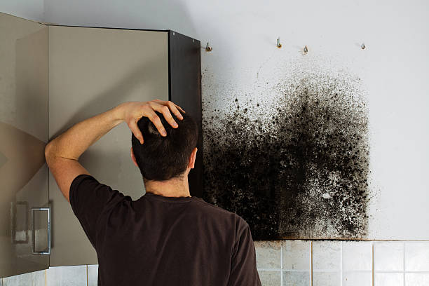Best Local Mold Removal Service  in Okanogan, WA